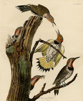 John James Audubon : Golden winged woodpecker